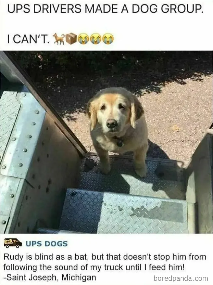 50 Hilarious Photos That Might Make You Love Animals Even More