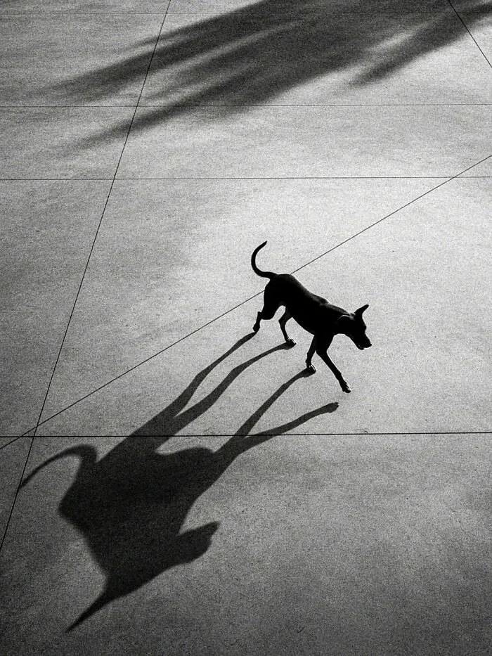 This Photographer Captured 54 Street Shots Full Of Light, Shadow, And Emotion