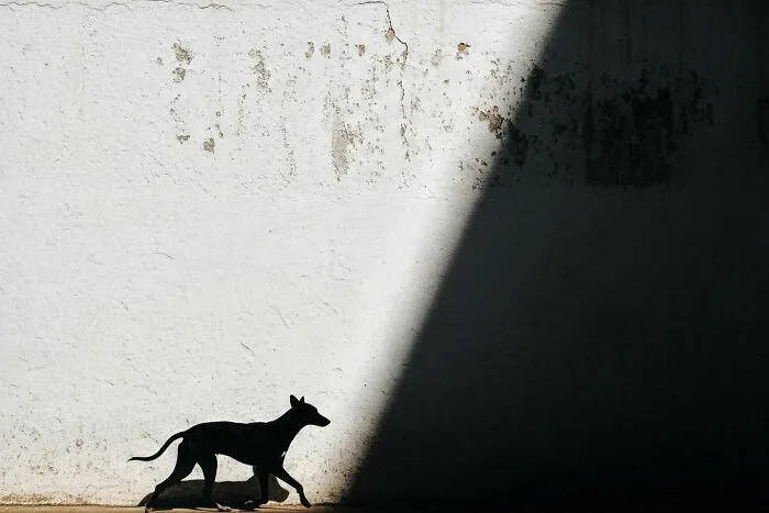 This Photographer Captured 54 Street Shots Full Of Light, Shadow, And Emotion