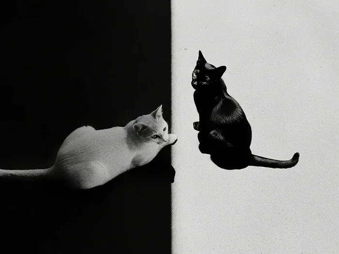 This Photographer Captured 54 Street Shots Full Of Light, Shadow, And Emotion