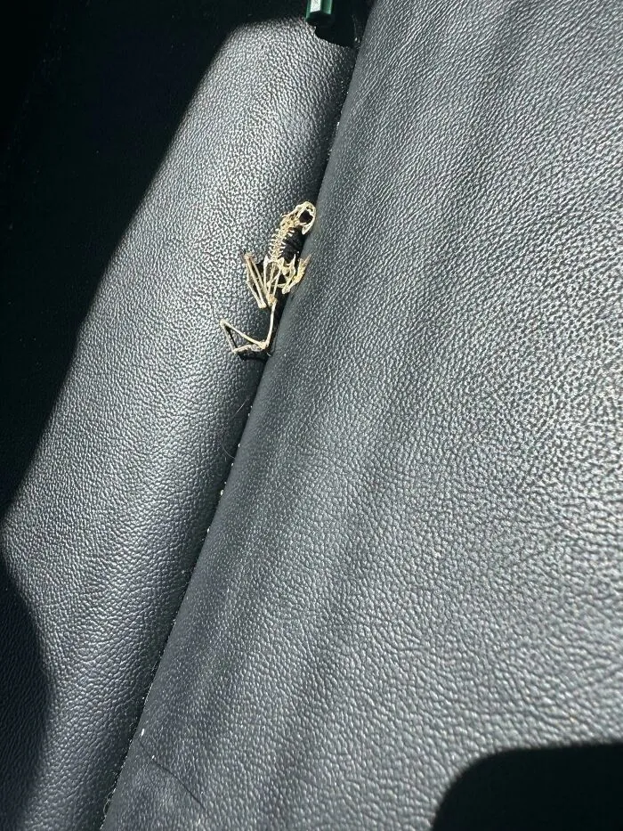 Esqueleto pequeño encontrado en asiento de coche, misterio extraño sin explicación en experiencias de personas reales.