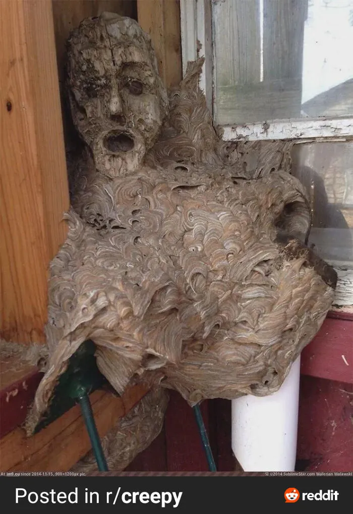 Wasp Or Hornets Nest Built Around A Mask Looking Like Half A Human Torso😬😬