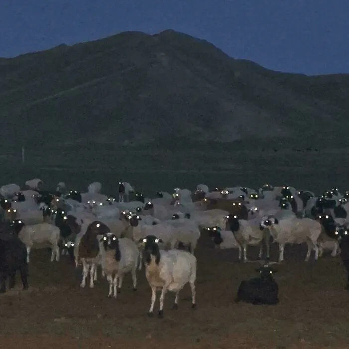 Decidí hacer una foto de las ovejas tras el atardecer y vi esto