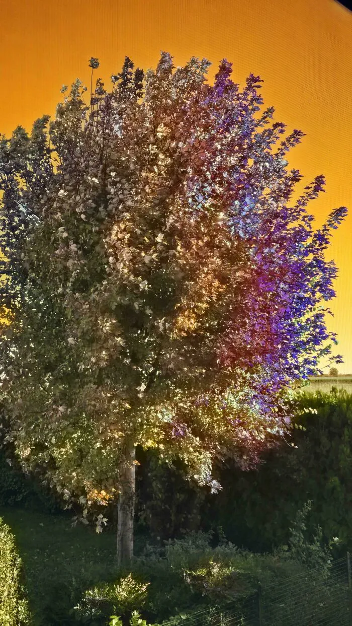 Mi teléfono ha hecho esta foto rara