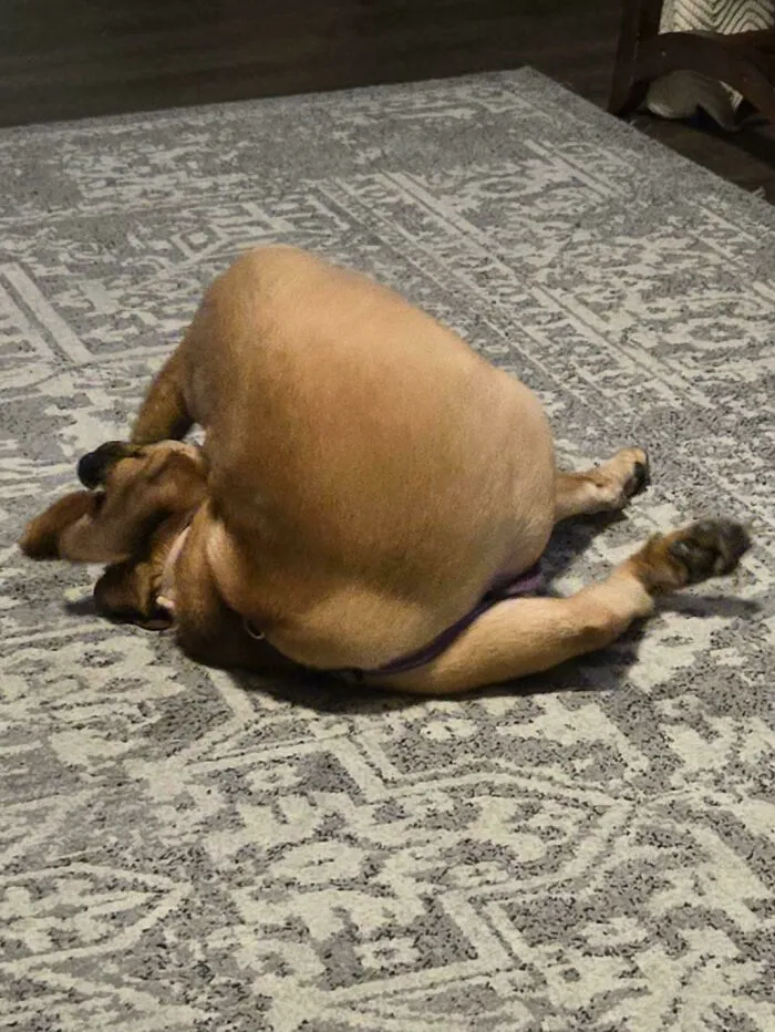 Pues... mi perro