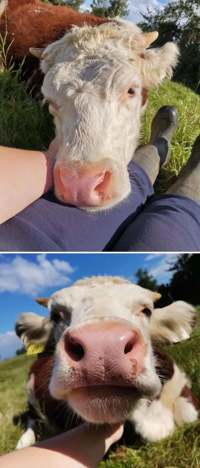 [oc] Chilling With Pancake This Evening. She Enjoyed A Nap On My Lap And Lots Of Scratches!