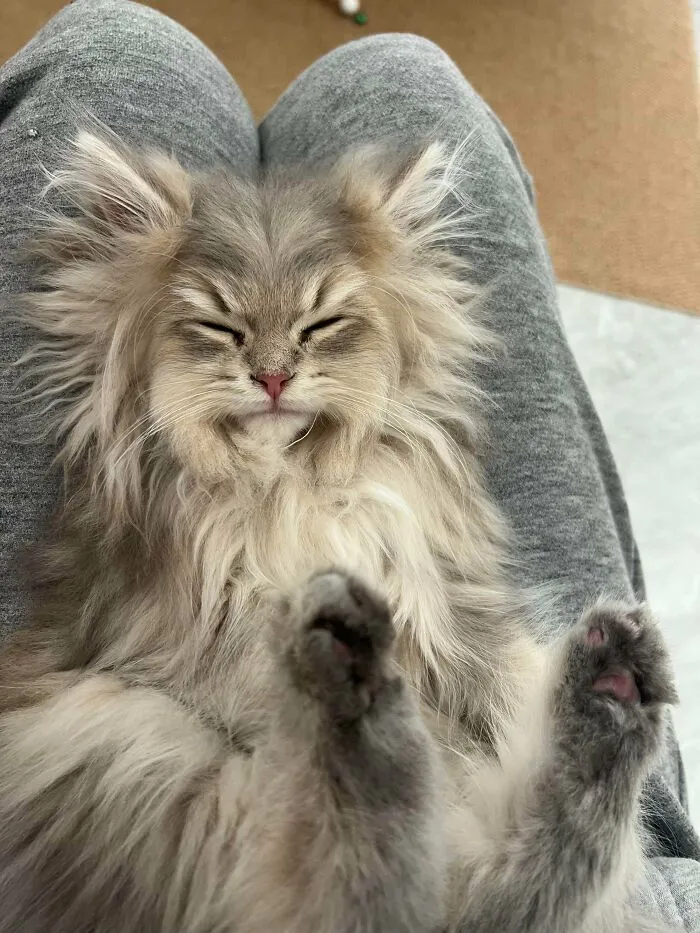 My Little Fluff Just Fell Asleep On My Lap Like This. She Looks Just Like An Old Grandpa With A Fluffy Beard
