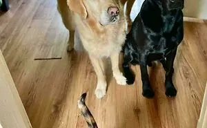 50 Times Animals Were Too Pure For This World (New Pics)