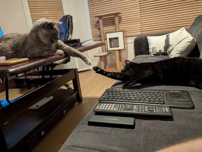 Their Take On Michaelangelo's: The Creation Of Adam