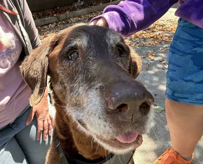 Adopted This Old Guy Today