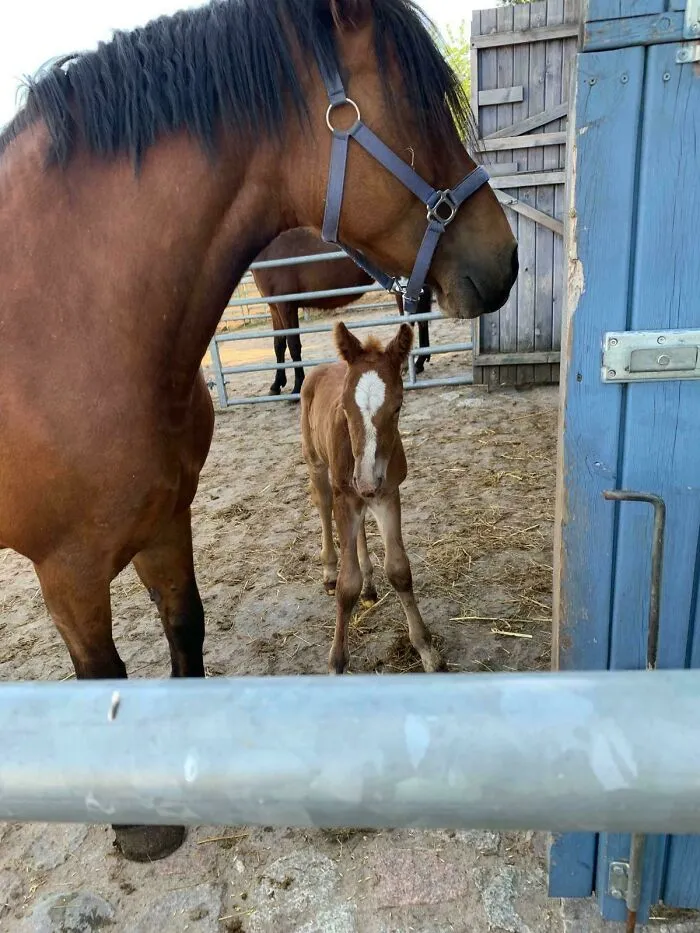 We Bought This Mare Without Knowing She Was Pregnant… And Today We Met Her Little Surprise