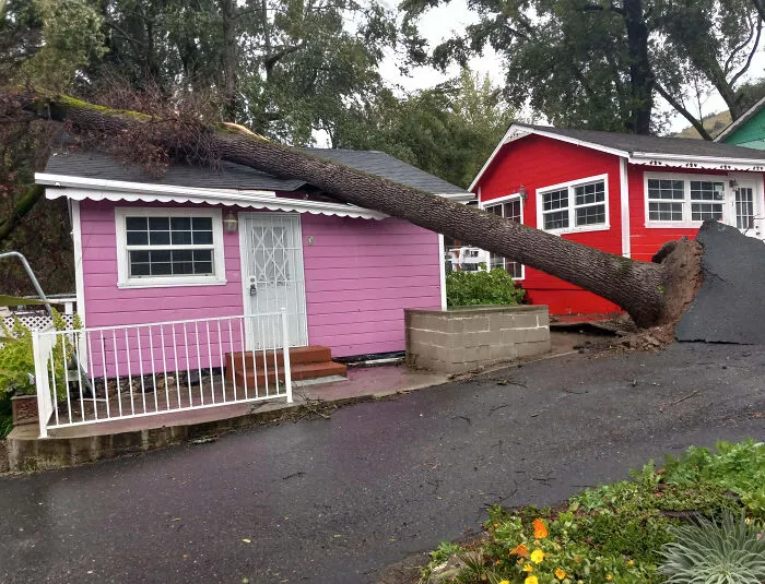 Esta tormenta arrancó un árbol de raíz y luego lo lanzó sobre la casa de mi vecino.