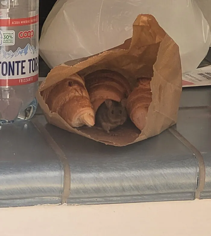 2 minutos tras comprar mi desayuno y dejarlo afuera en el banco donde iba a comérmelo