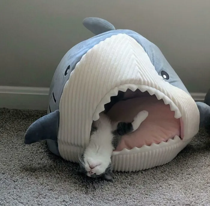 Minni Really Likes Her Sharky Bed