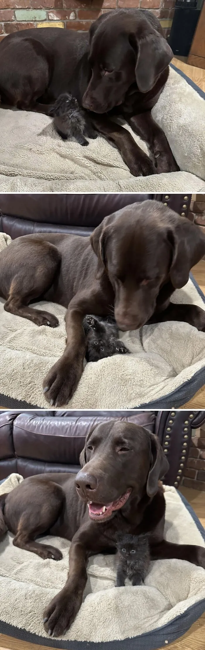 Update: The Tiny Fluffball I Rescued Won’t Leave Her Giant Best Friend Alone