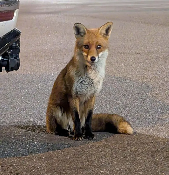 This Cutie Was Hanging Out In The Supermarket Carpark