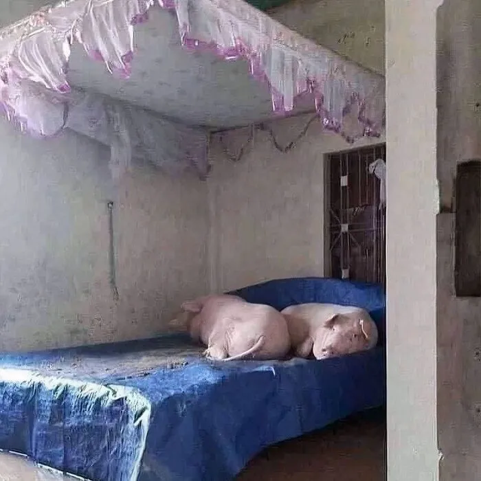 40 Weird, Unhinged And Bizarre Images That Are Not For The Easily Offended (New Pics)