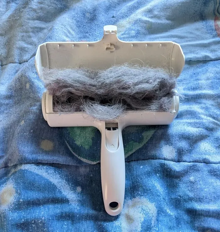  Your Furniture Will Shed Its Furry Winter Coat In Seconds With A Few Swipes Of This <a Style="Display:inline;" Href="Https://Www.amazon.com/Pet-Dog-Cat-Hair-Remover-Couch/Dp/B00bagtnaq?ie=utf8&th=1&linkcode=ll1&tag=bpfig-20&linkid=cb6b16271cfe46992d368a7a5b3a582b&language=en_us&ref_=as_li_ss_tl" Target="_blank">  <span Style="Font: Inherit; Color: #d74b1f;"> Chomchom Roller </Span>