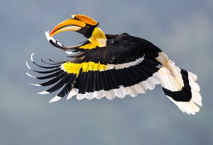 Youth Photographer Of The Year: Great Hornbill In Flight By Lisiqi Ye, At Age 17, Of Beijing, China