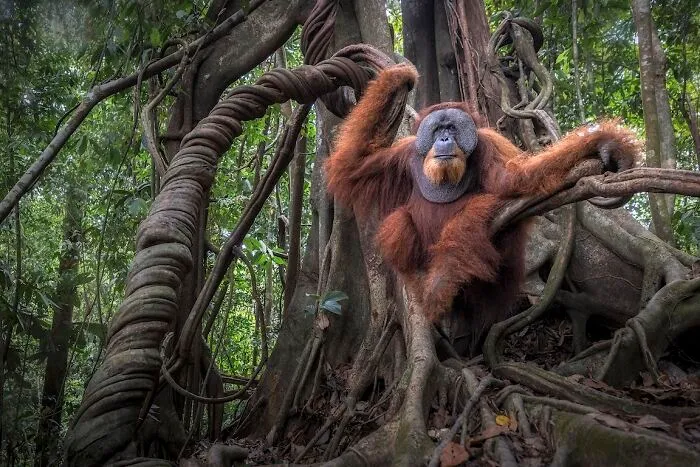 Highly Honored, Wildlife: Sumatran Orangutan On Strangler Fig By Marco Gaiotti Of Genova, Italy