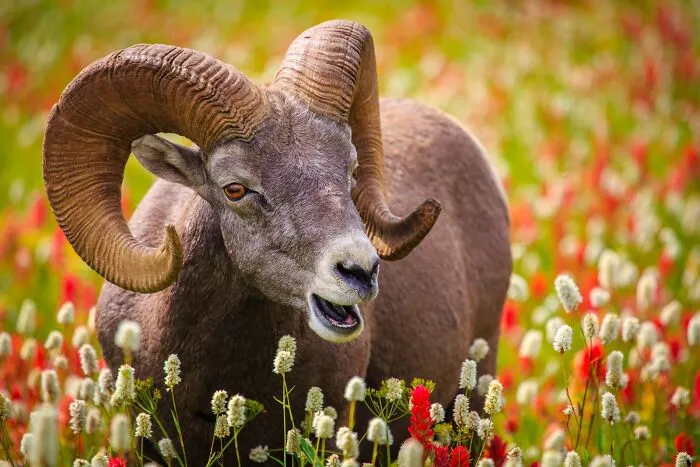 Highly Honored, Wildlife: Bighorn Sheep By David Swindler Of Kanab, Utah, USA