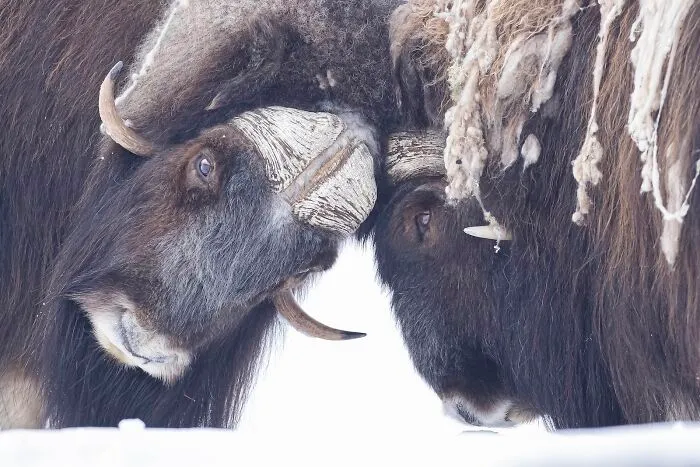 Highly Honored, Polar Passion: Musk Oxen Confrontation By Daniel Valverde Fernández Of Madrid, Spain