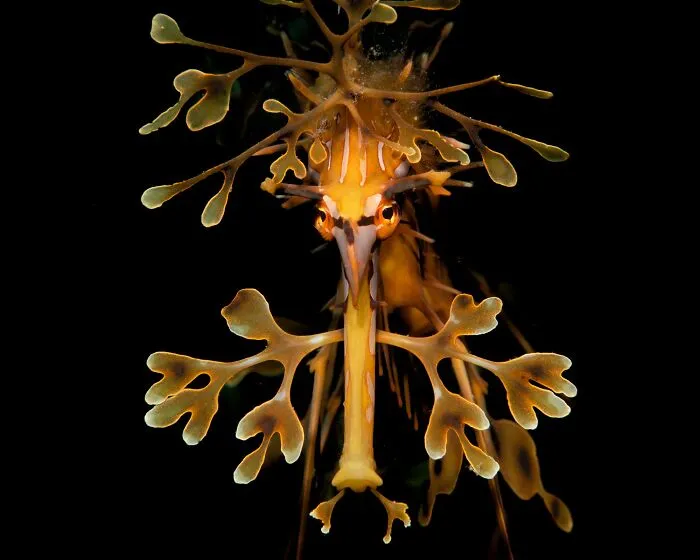 Highly Honored, Ocean Views: Leafy Sea Dragon By Nicolas Remy Of Sydney, Nsw, Australia