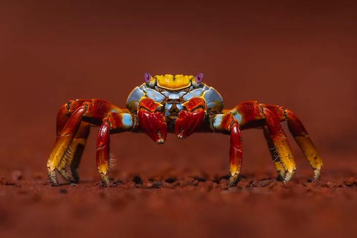 Highly Honored, Ocean Views: Sally Lightfoot Crab By Kevin Lohman Of Santa Cruz, California, USA