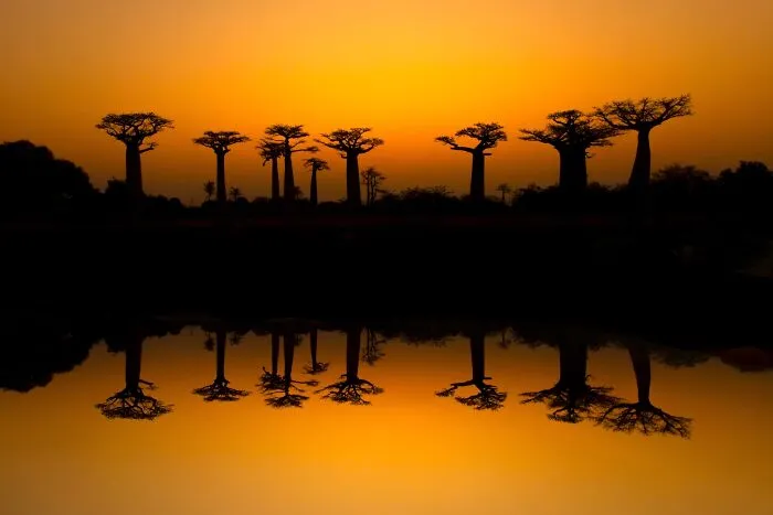 Highly Honored, Landscapes: Mirror Image Of Baobab Avenue By Felipe Foncueva Of Madrid, Spain
