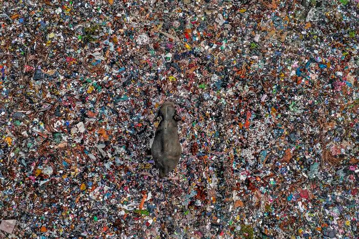 Winner, Conservation Single Image: Sri Lankan Asian Elephant In Waste Pile By Lakshitha Karunarathna Of Colombo, Sri Lanka