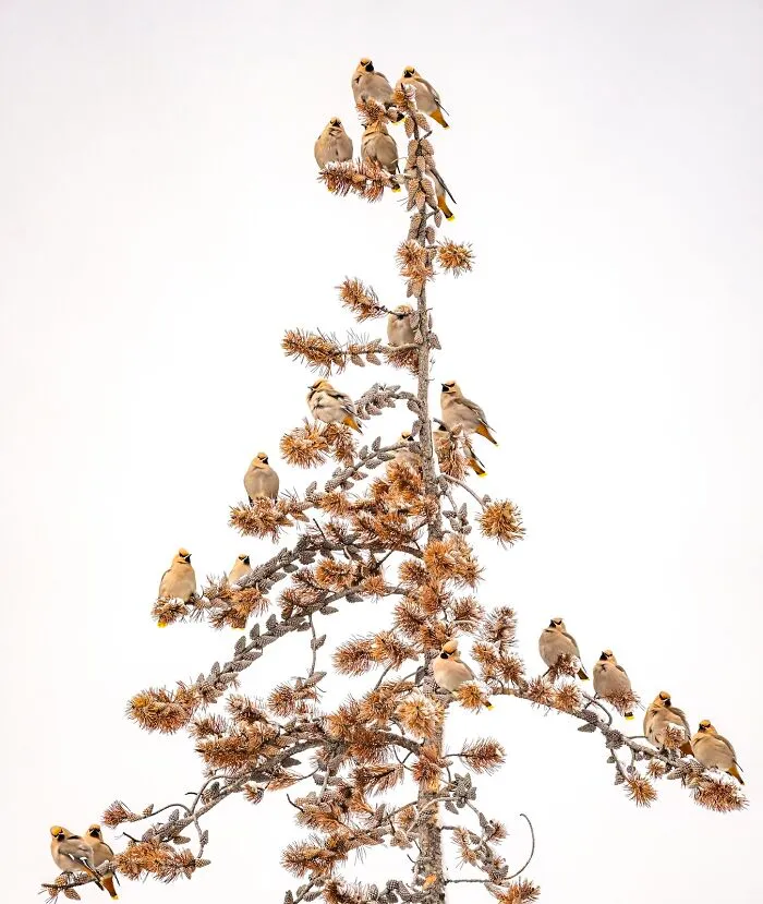 Highly Honored, Birds: Bohemian Waxwings By Amy Gerber Of Cody, Wyoming, USA