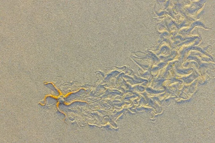 Highly Honored, Art In Nature: Path Of The Brittle Star By Alan Smith Of Reading, Berkshire, UK