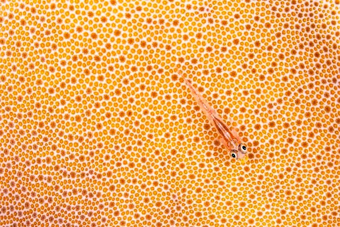 Highly Honored, Art In Nature: Mozambique Ghost Goby By Simon Biddie Of Edinburgh, Scotland, UK