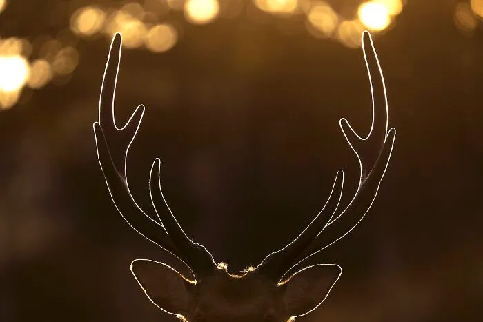 Highly Honored, Art In Nature: Shining Antlers By Kohei Nagira Of Izumo, Shimane, Japan
