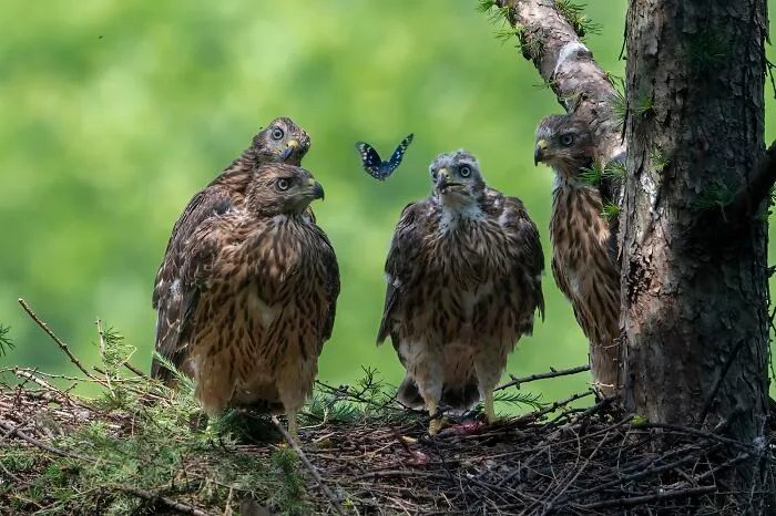 Highly Honored, Animal Antics: Eurasian Goshawk Chicks And Butterfly By Ming Chen Of Beijing, China
