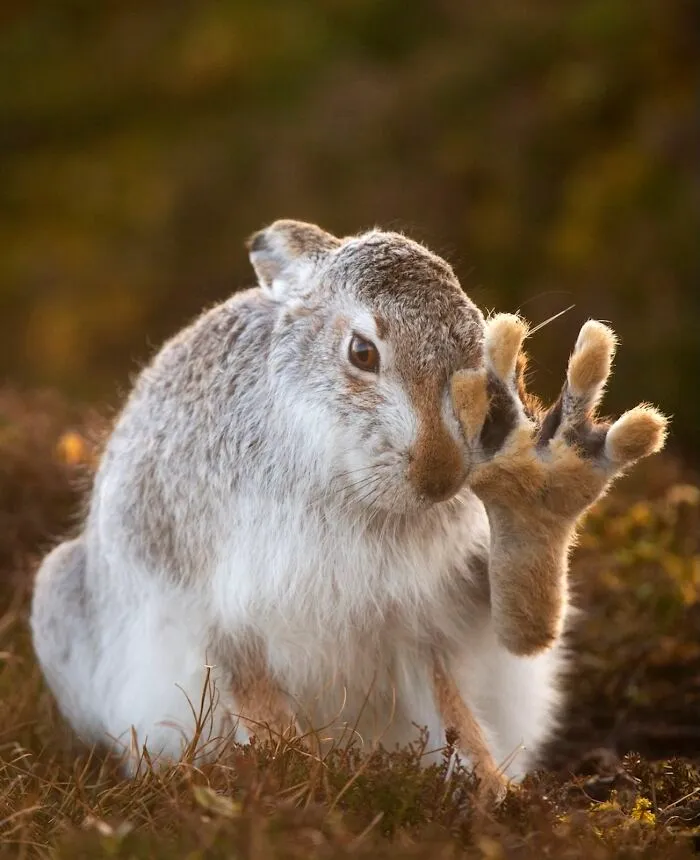 Highly Honored, Animal Antics: Mountain Hare, Monadhliath Mountains By Andy Parkinson, Crich, Derbyshire, England, UK