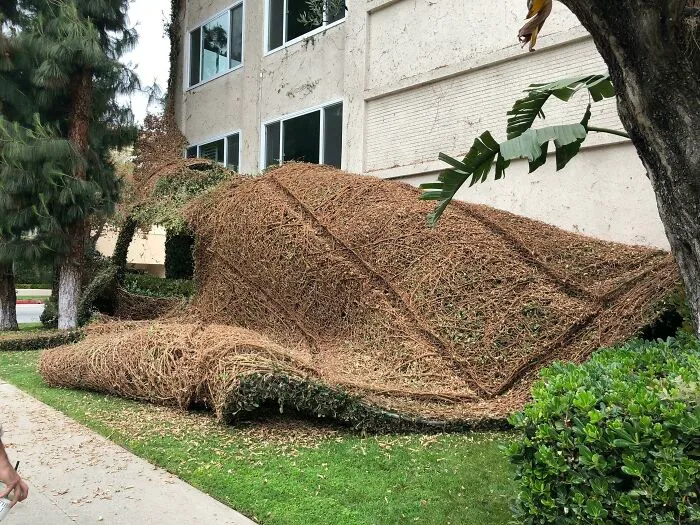 This Is What It Looks Like When A Vine Wall Falls Off The Side Of The Wall