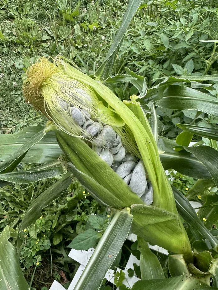 Growing Corn In My Garden And Thought My Corn Was Growing Rocks. What In The World Is This!?