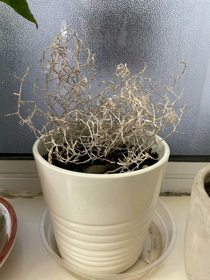 This Plant Is Not Dead! I’ve Had It For Years And It Has Neither Died Nor Grown. The “Branches” Are Not Particularly Woody Or Stiff, At Least Not As Much As They Look. What Is It?!