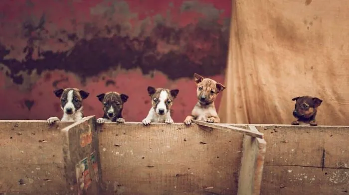 This Account Shares Some Of The Most Beautiful Wildlife Photos Ever Taken (25 Pics)