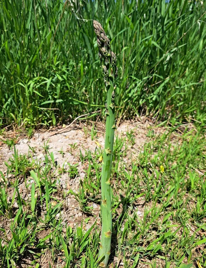 Moved In To This House Last Fall. I Mowed My Grass 5 Days Ago... And This Plant Sprouted Out Of No Where. 3 Of Them, And This Is The Biggest