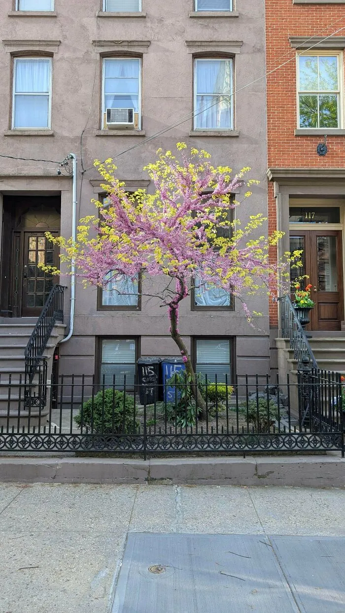 What Is This Spectacular Yellow And Pink Tree?