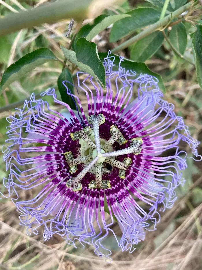 Found The Most Intricate Flower I’ve Ever Seen Today In A Regular Roadside Bush