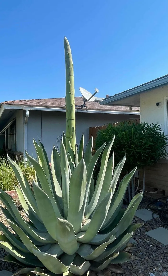 Noticed This Thing Popped Up In Front My Window About A Week Ago And It Keeps Getting Bigger. I Don’t Know What It Is, We’ve Had This Plant For 5 Years And It’s Never Done This Before