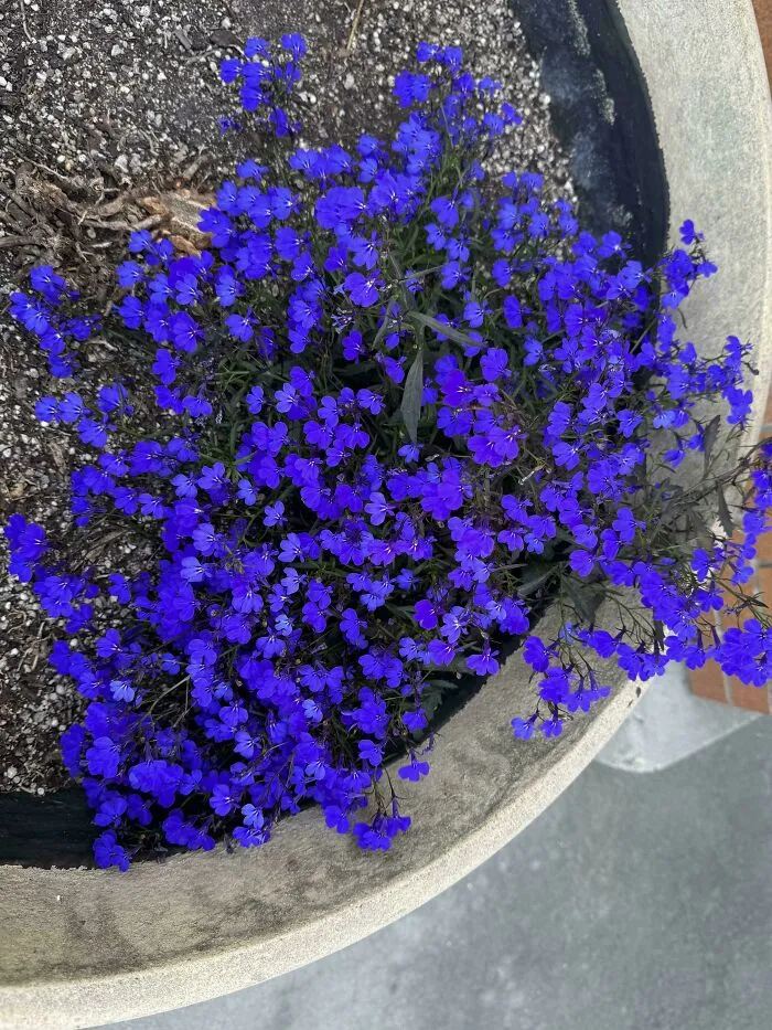 Unedited Photo. Deepest Must Vibrant Purple I Have Ever Seen In Nature. What Is This Little Guy (Flowers Are A Penny In Diameter Or Less)