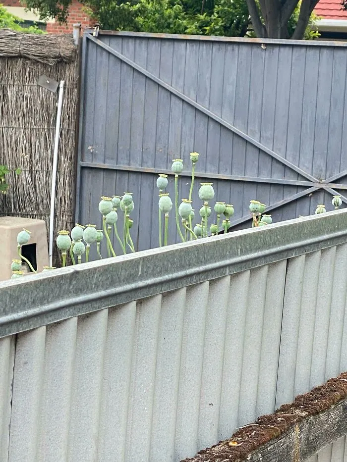 What Plant Is This? It Has Pink Flowers… I Was Curious To Whether My Neighbours Are Growing Opium