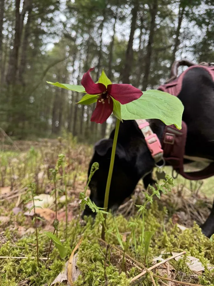 Found Sitting Alone On A Bed Of Moss In The Middle Of The Woods