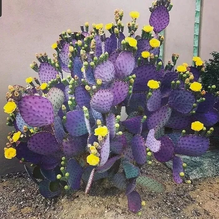 Beautiful Picture My Friend Sent Me To Identify