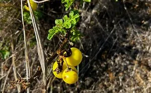 50 Times People Had No Clue What Plant They Were Looking At, But The Internet Knew What It Was Right Away (New Pics)