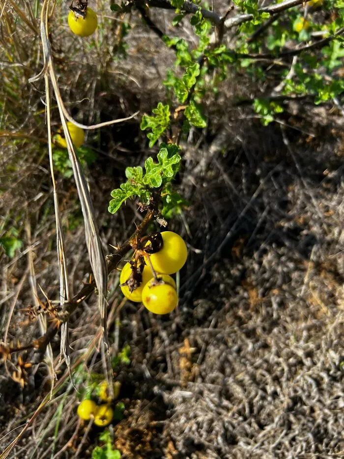 What Is This Fruit? Tastes Like Nintendo Cartridge